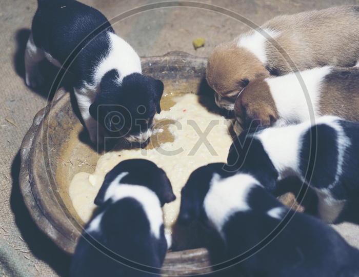 Dog Puppies Eating Food
