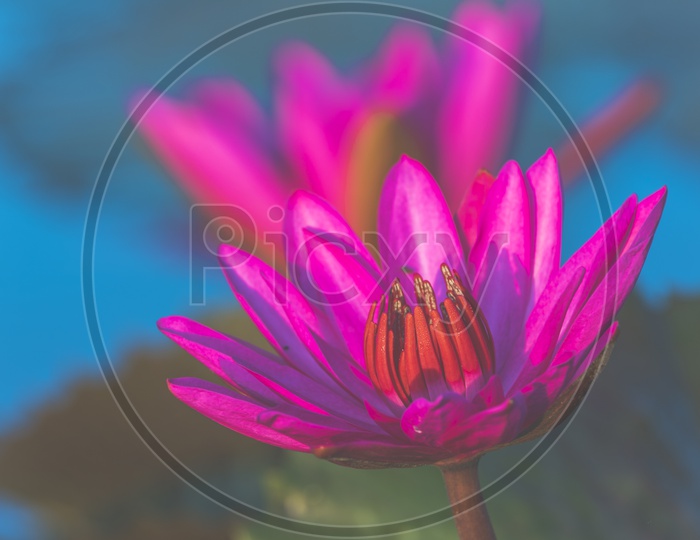 Tropical lake with pink lotus flower close up in the pond, vintage filter image