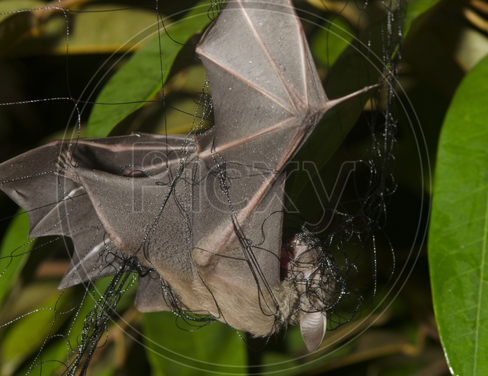 Bat Got Stuck In a Net