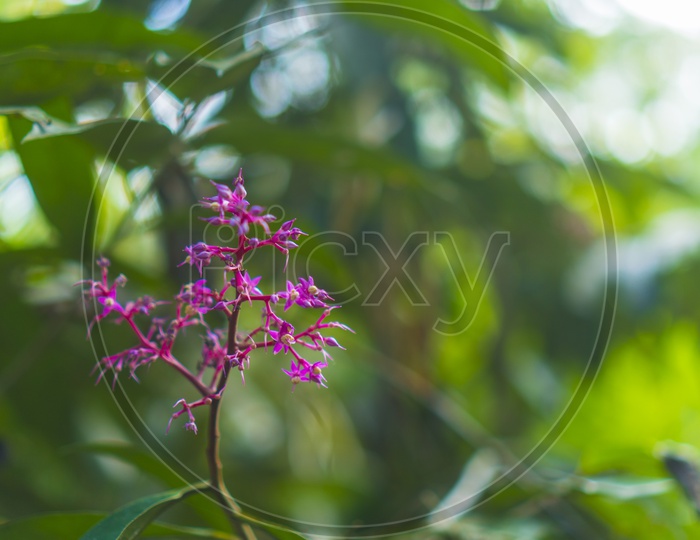 Flower On Plants Of Tropical Forest