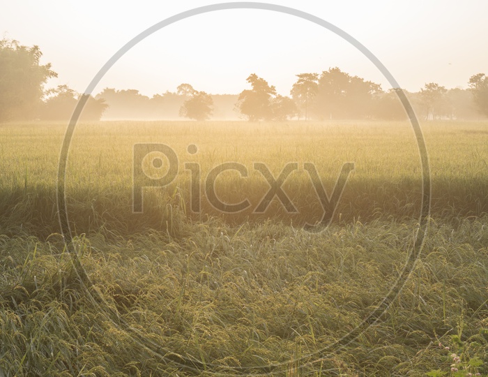 Sunrise At a Paddy Or Rice Field  On a Foggy Winter Morning