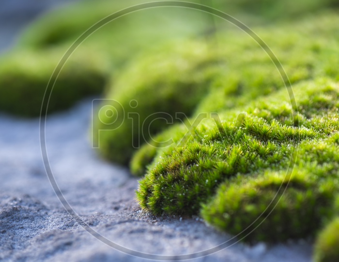 Macro Shot Of Moss Over Forest Rocks