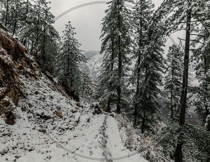 Snow covered road or Pathways and  deodar trees  in himalayas
