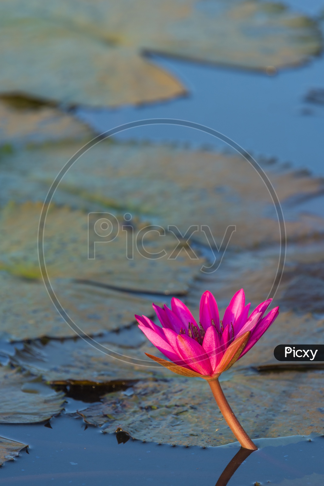 Close up of Pink lotus flower, vintage filter image