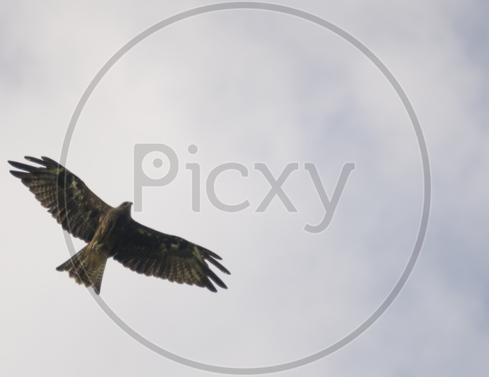 Hawk flying in the sky, Black-eared Kite