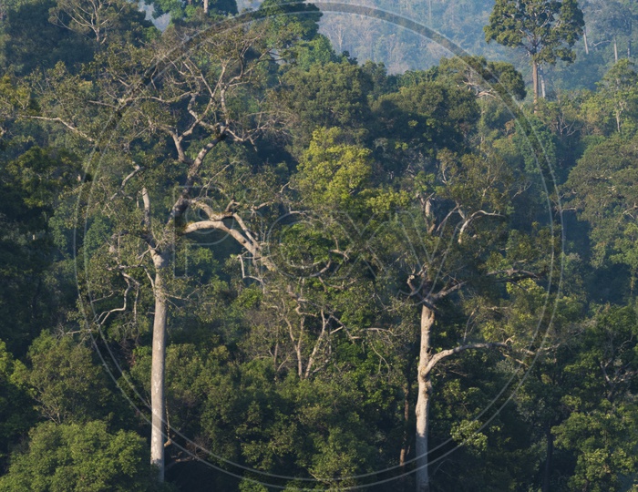 Trees In Tropical Forest Of Khao Yai National Park  Forming a Background