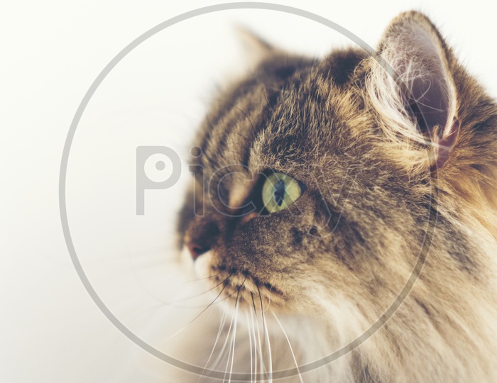 Closeup Shot of Persian cat