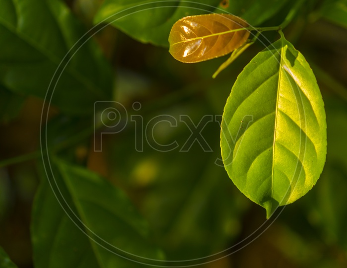 Nature With Plants And leafs
