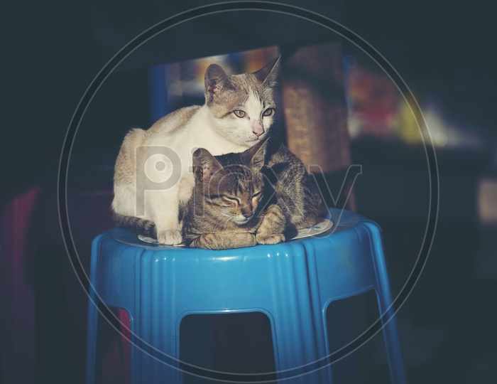 Two Pet Cats in a House Background