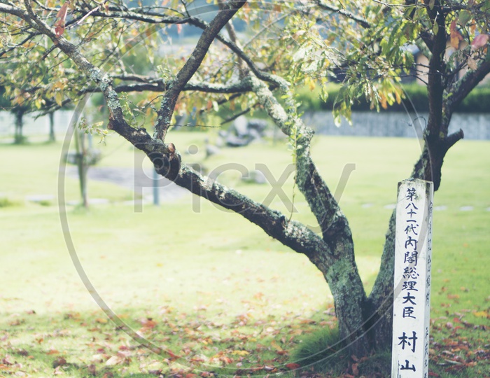 Japanese tree garden in Autumn Season