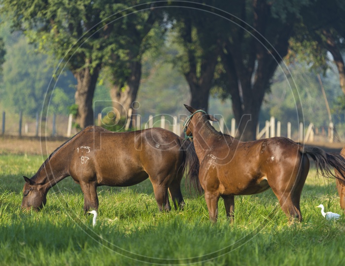 Group of Horses Grazing in Green Pastures