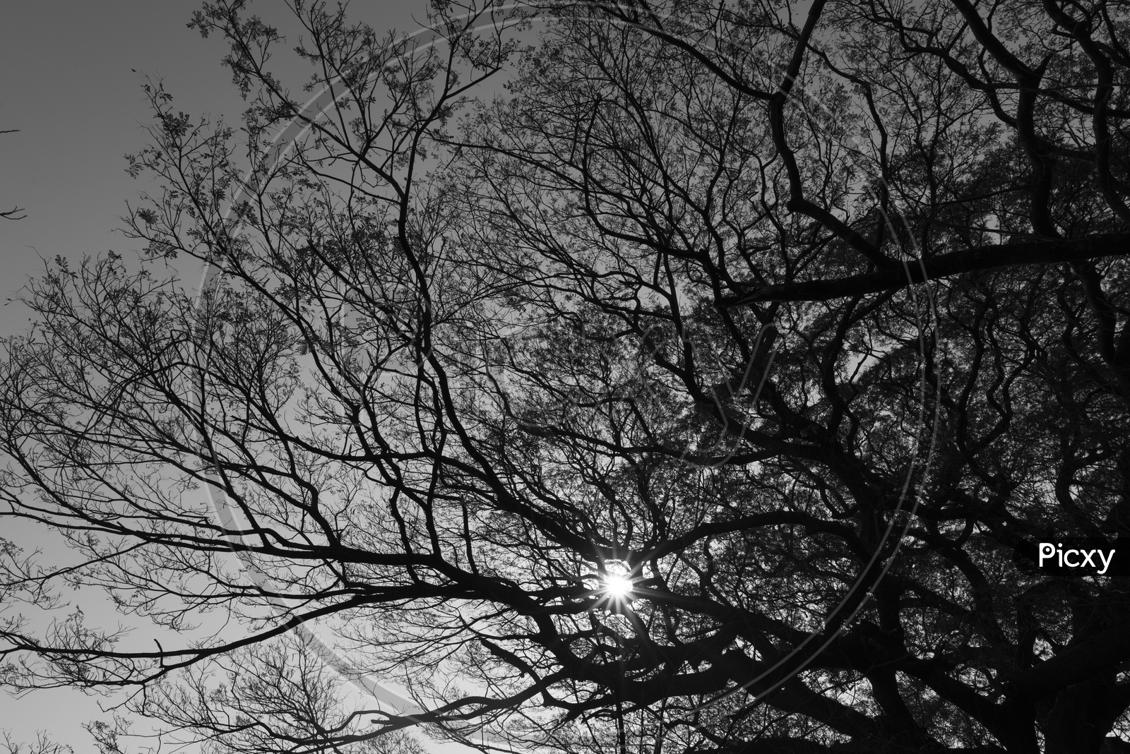 Tree Branches Canopy Filled Background  Over Sky