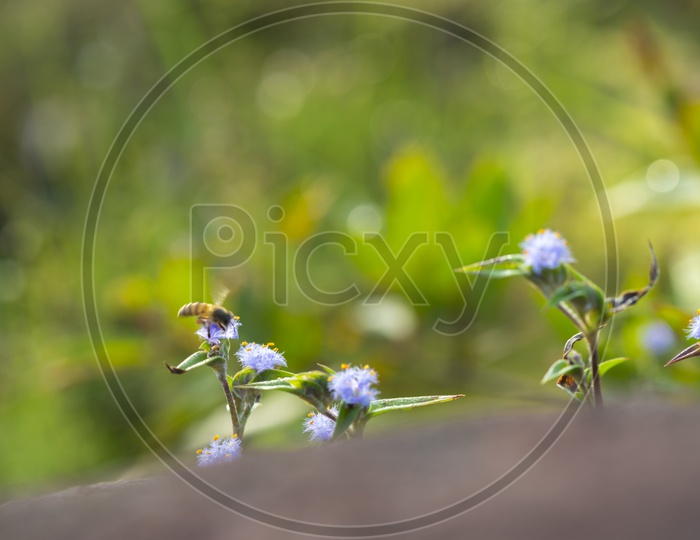 Flower Plants in Tropical Deep Forest