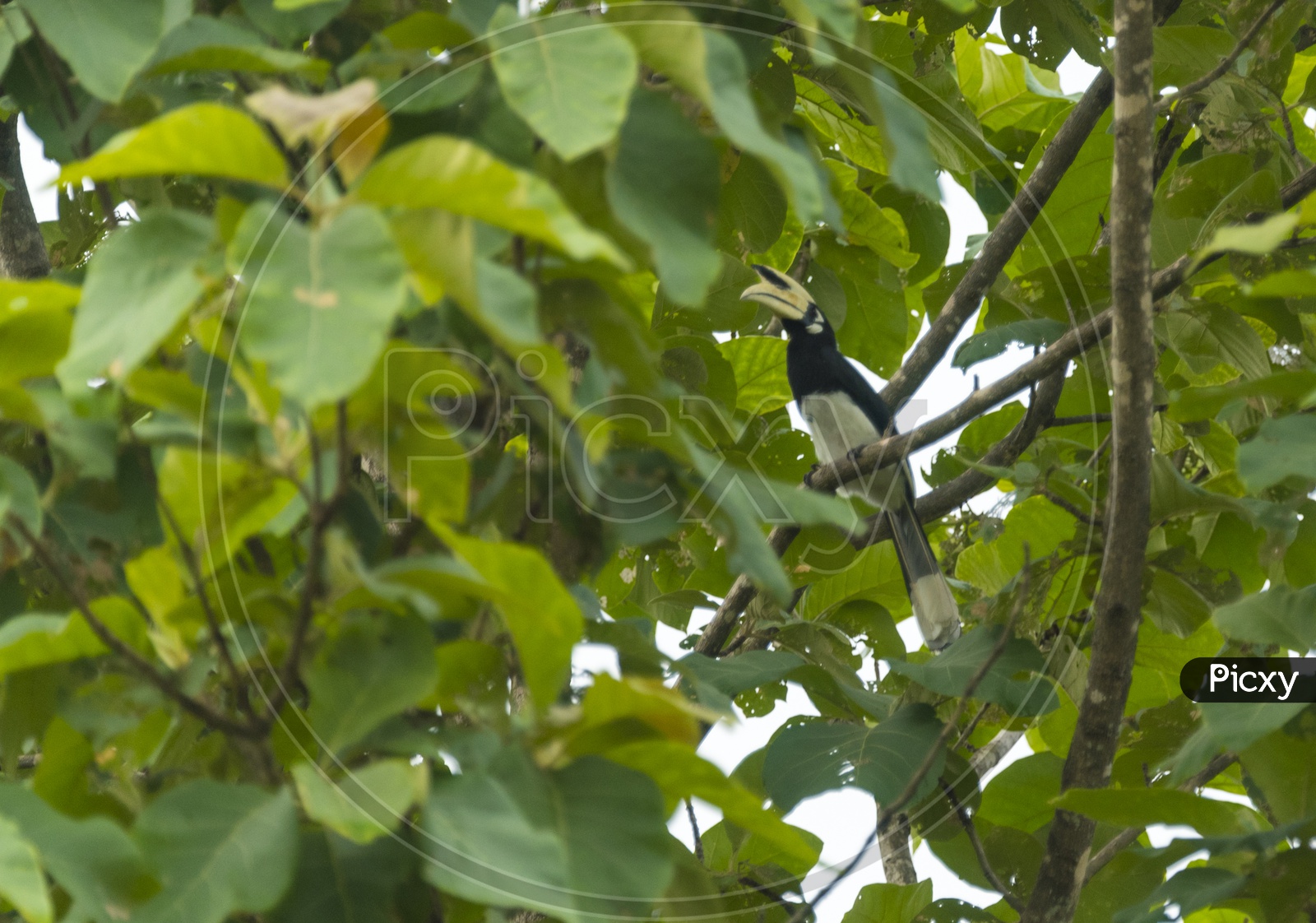 Hornbill Bird On a Tree