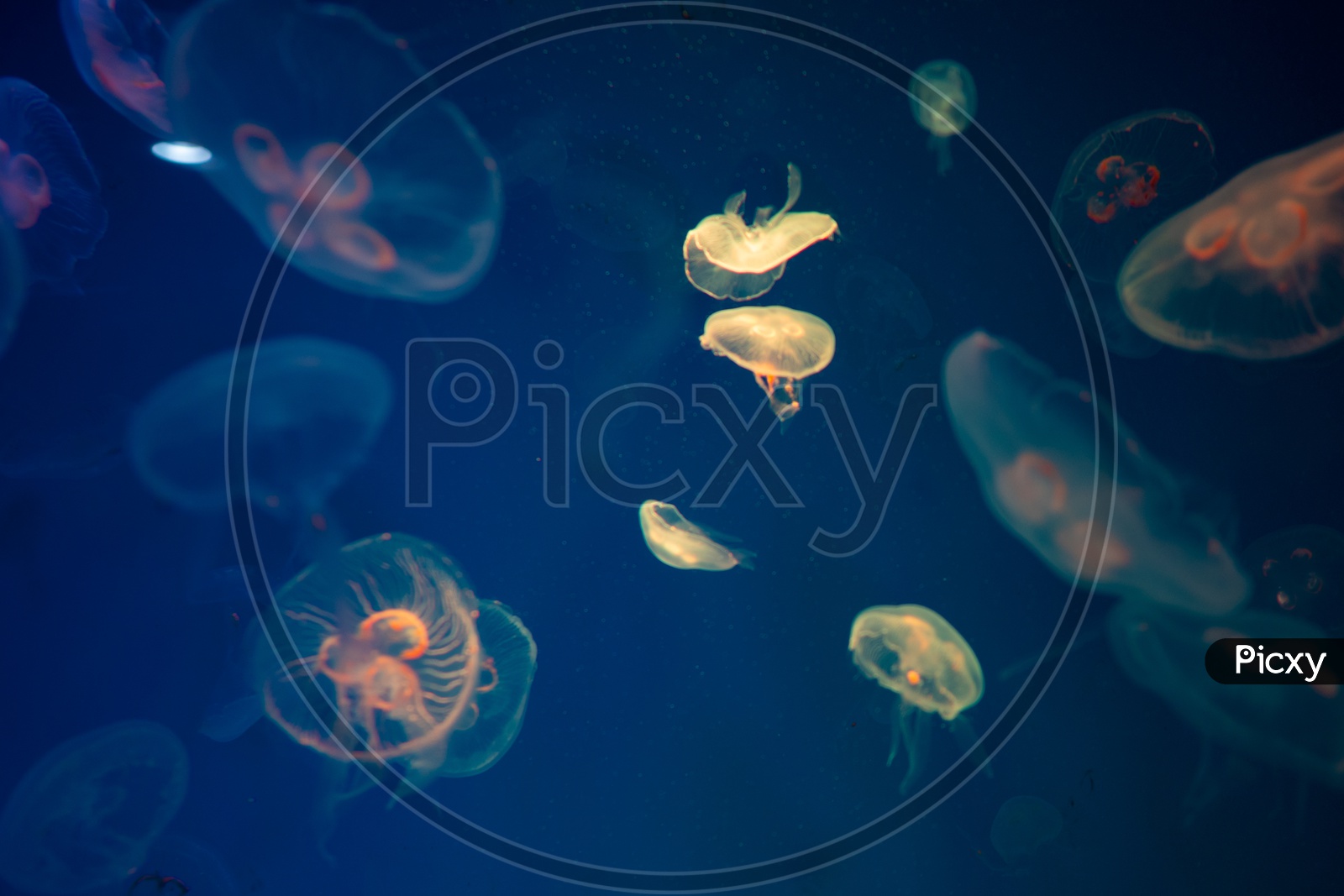 Jellyfish in the Thailand aquarium
