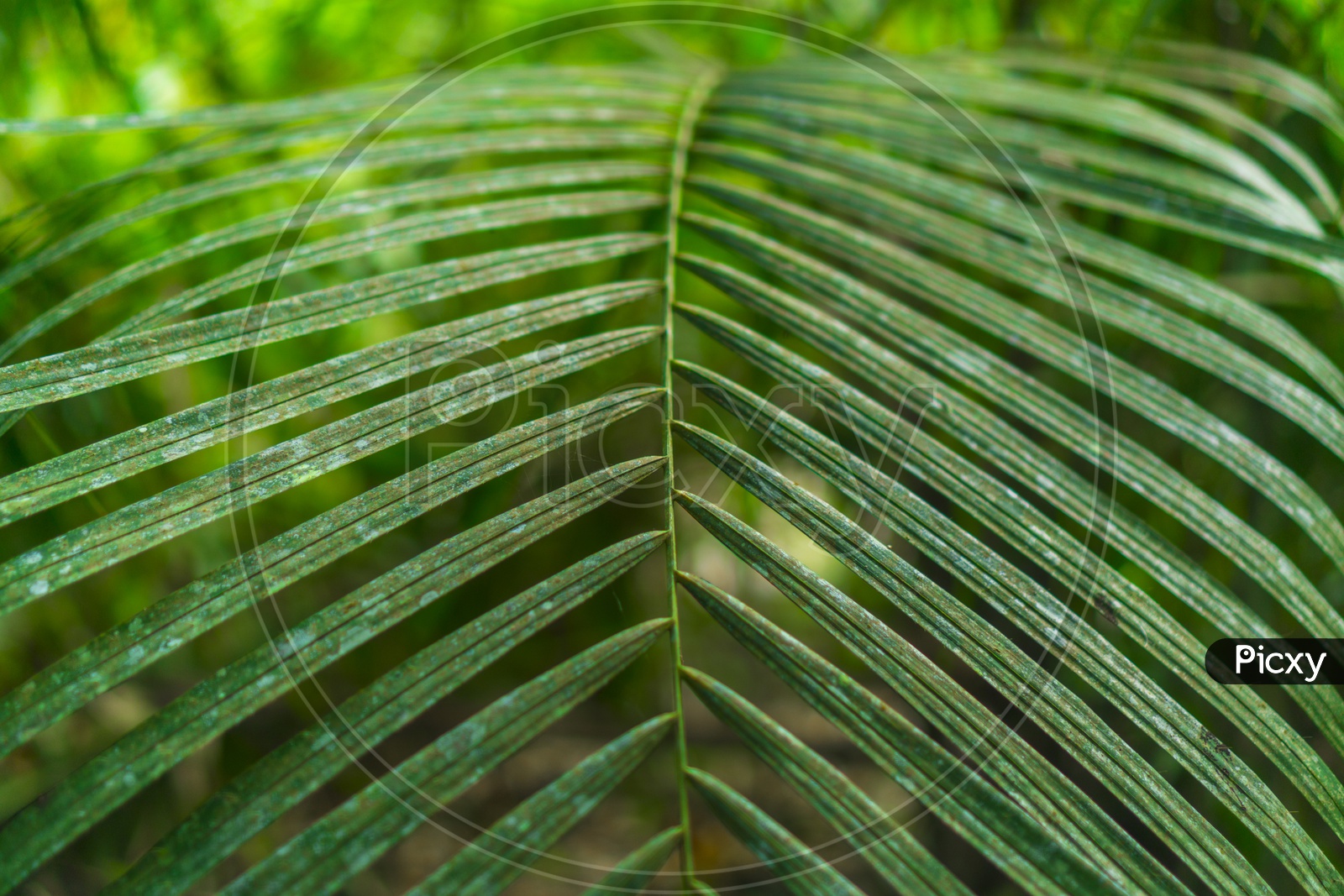 Patterns Of A Tree Leaf Filled Background