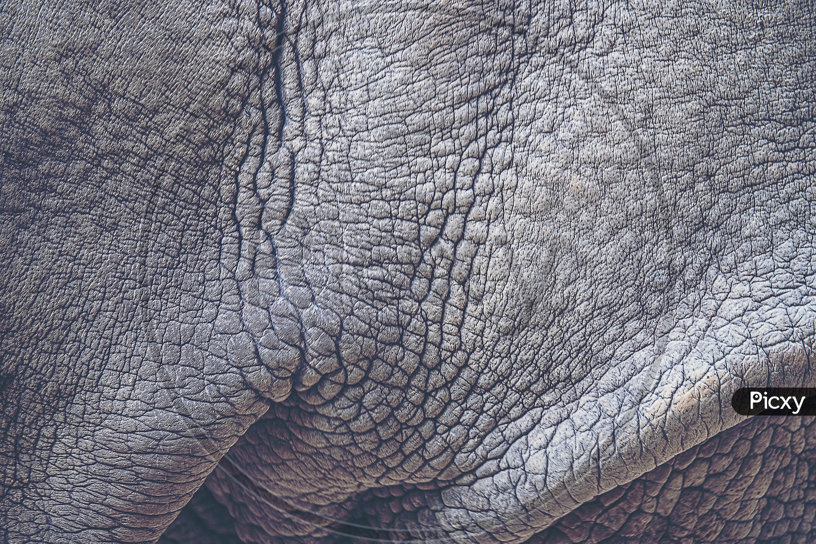Close up of texture of Rhino skin