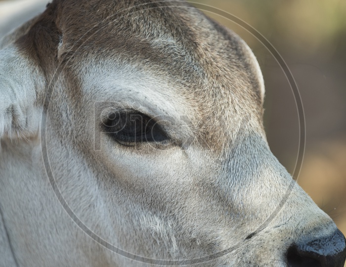 Cow Eye Closeup
