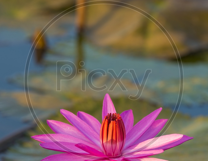 Close up of pink lotus flower in a pond, Vintage filter image