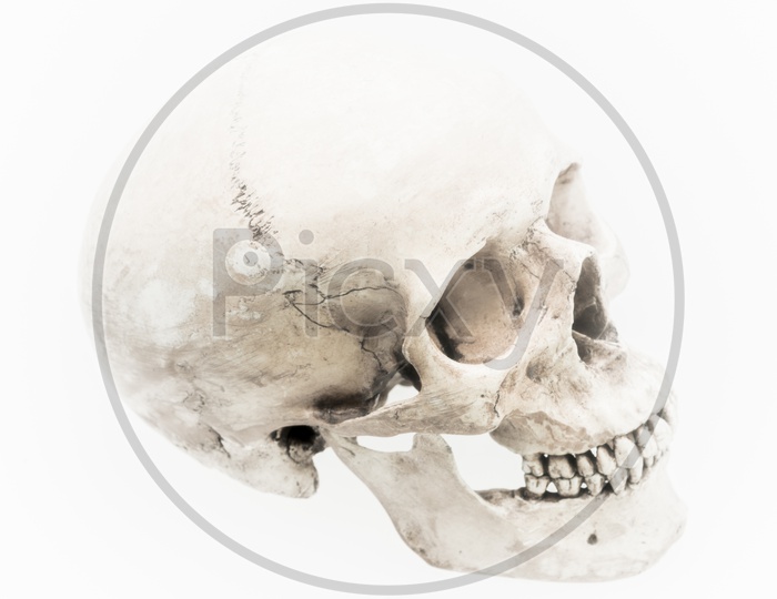 Side view of model of human skull, isolated on white