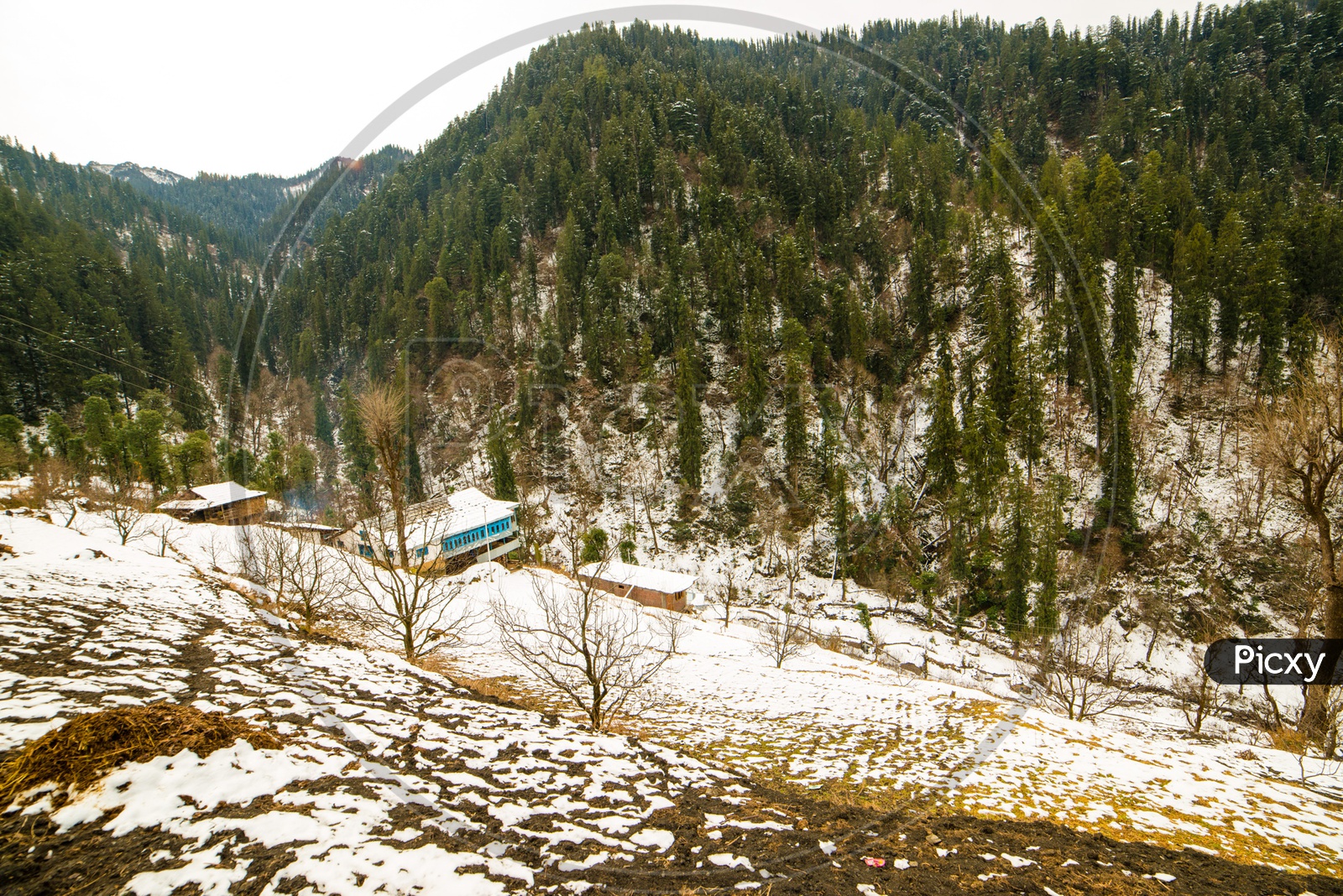 A snowy landscape during winter with spruce trees in Manali