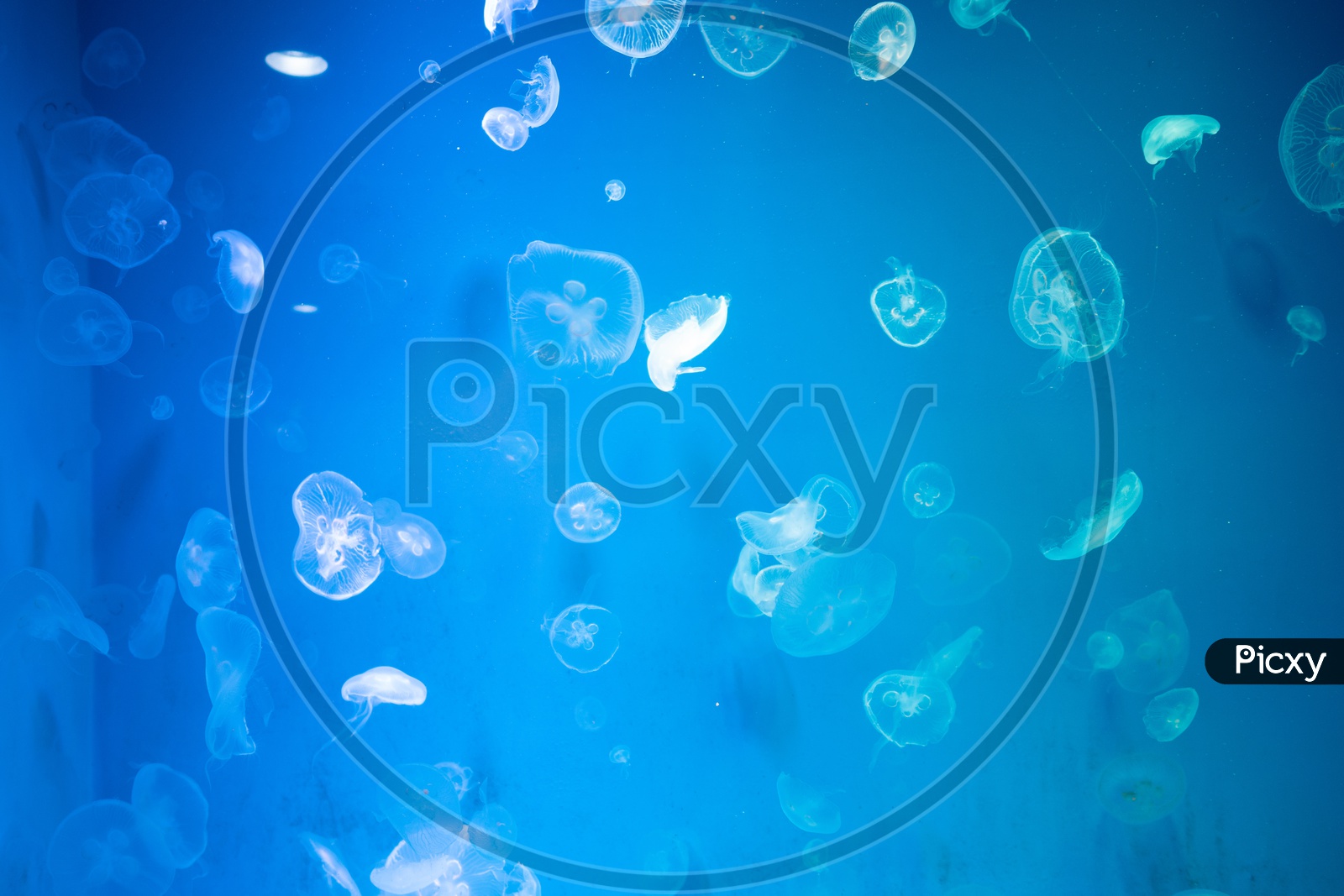 Jellyfishes in The Thailand Sea