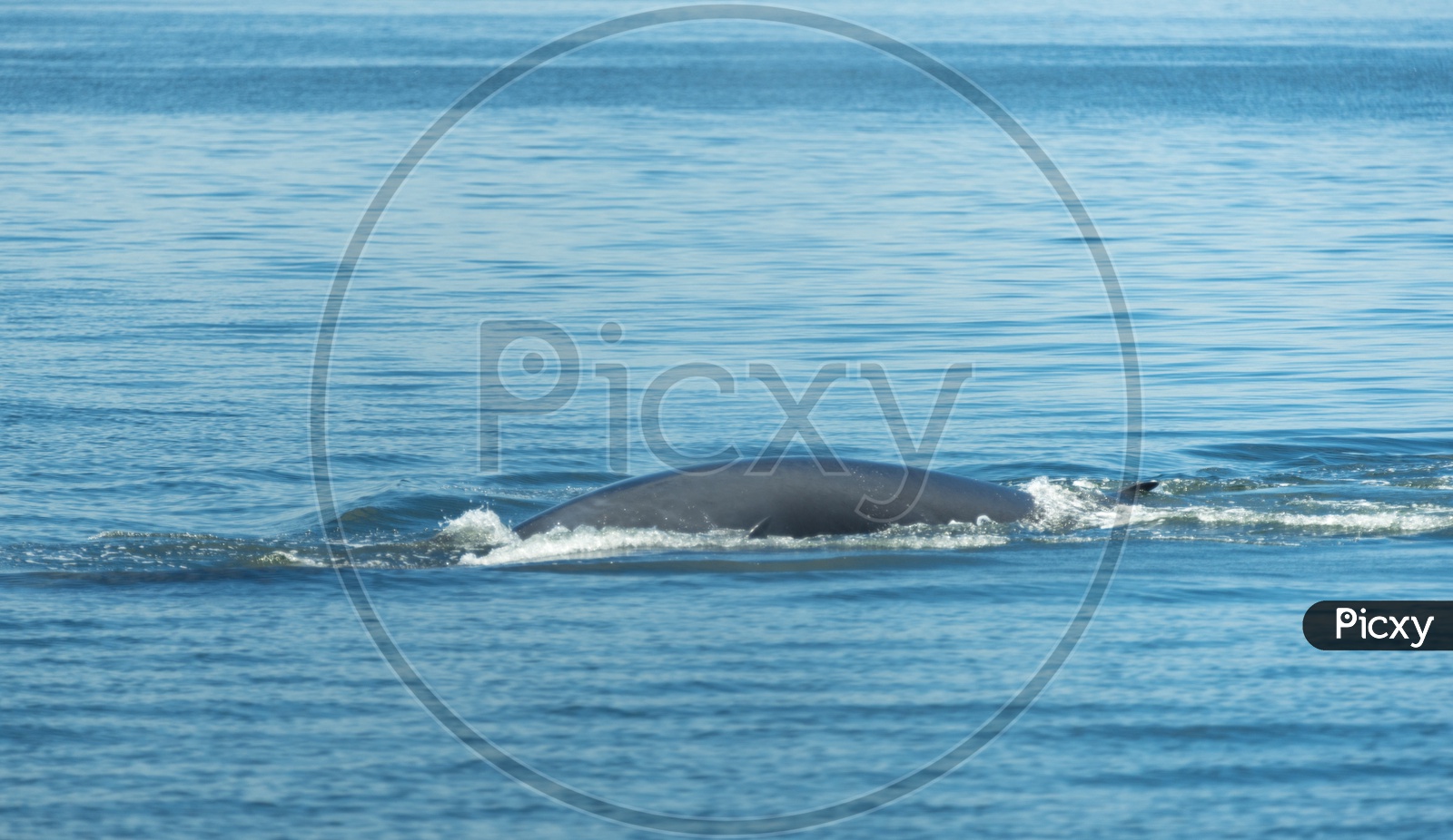 Bryde's Whale On Water Surface In a Sea To Breathe at Gulf Of Thailand