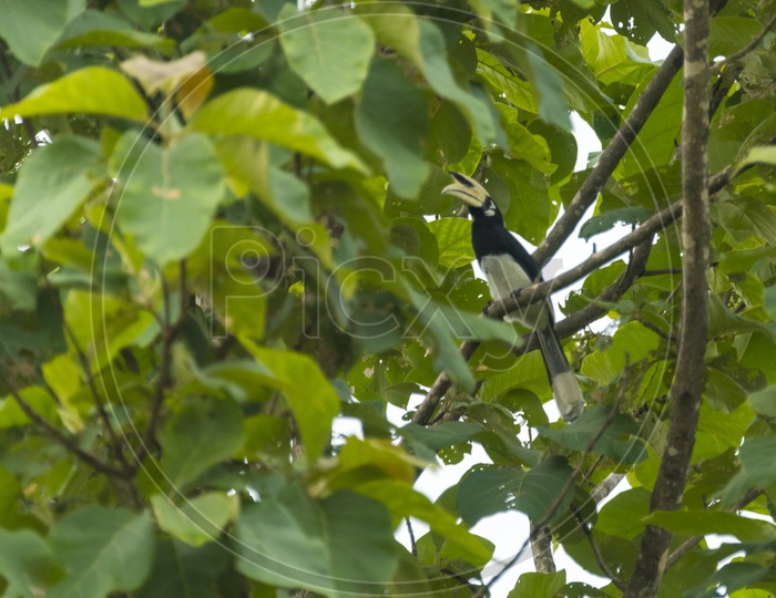 Hornbill Bird On a Tree