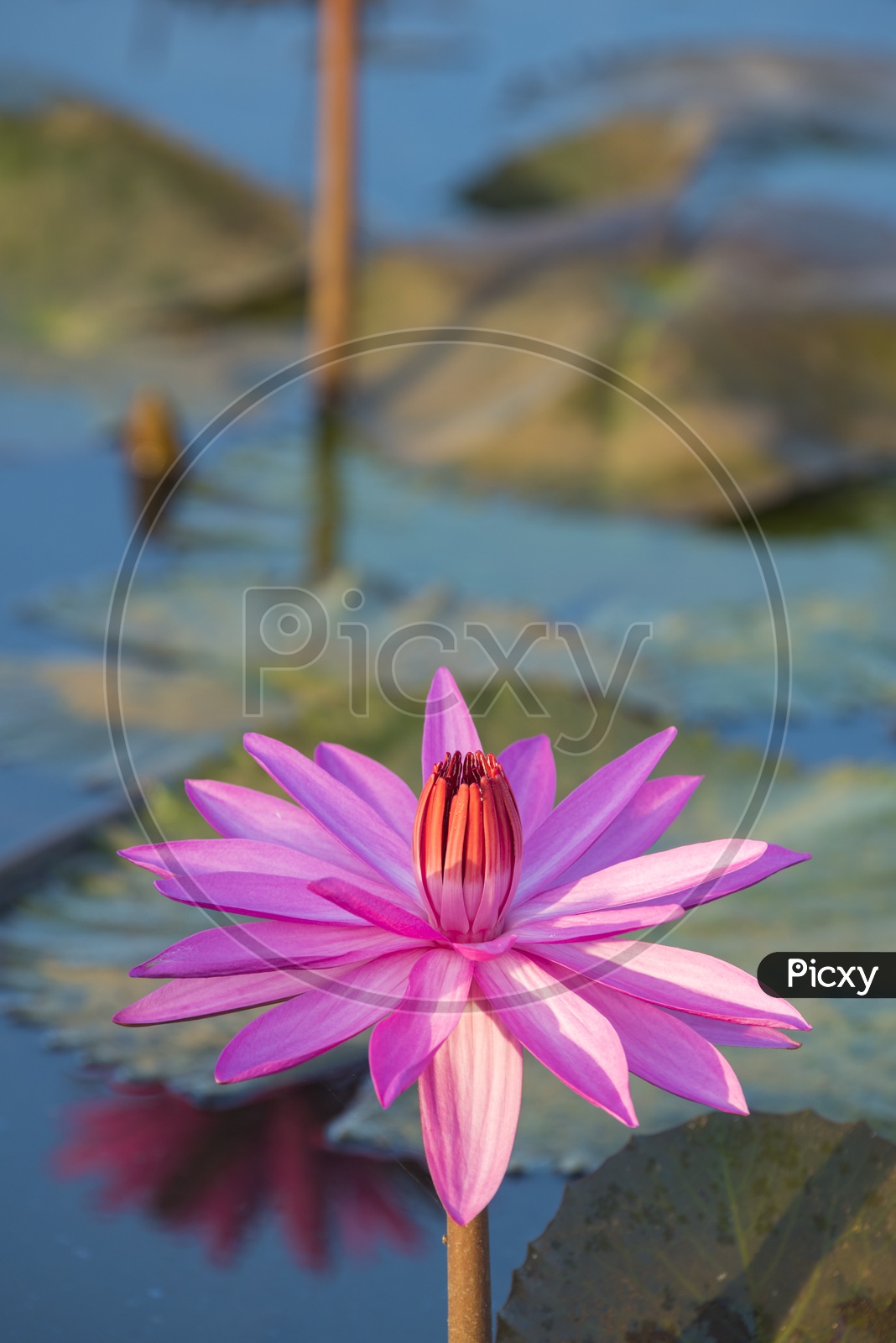 Close up of lotus flower in the pond