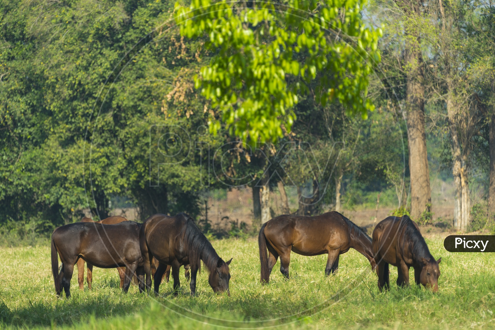Group Of  Horses Grazing  in Green Pastures