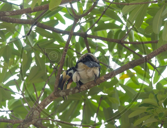 Hornbill bird on the tree