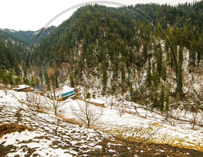 A snowy landscape during winter with spruce trees in Manali