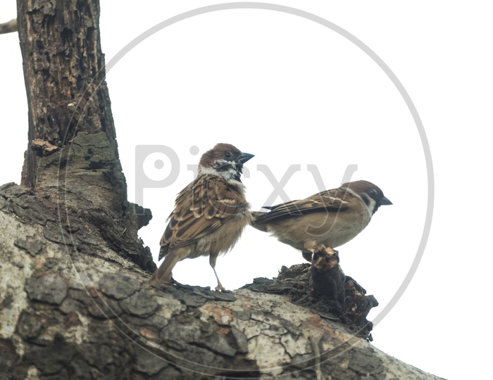 Couple Of Eurasian Tree Sparrow Bird