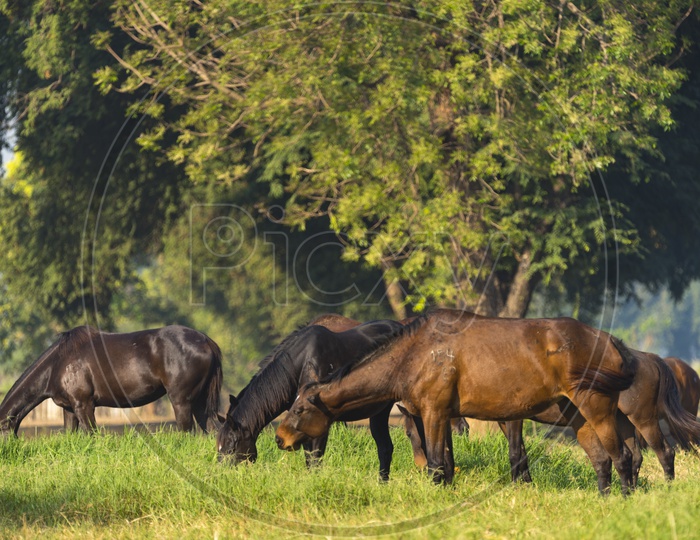 Group of Horses Grazing in Green Pastures