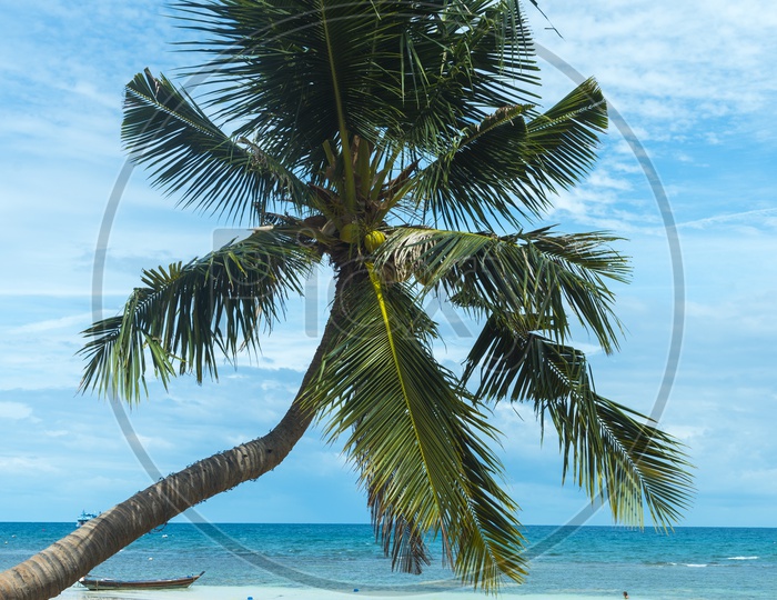 Coconut Tree In a Beach With Sea View