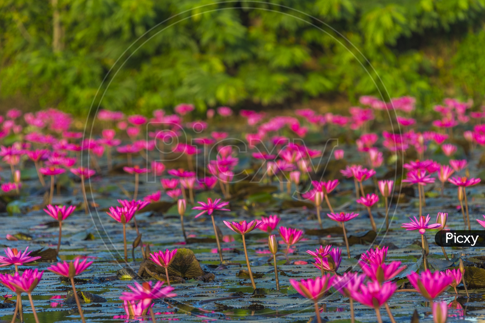 Tropical lake with lot of pink lotus flowers, vintage filter image
