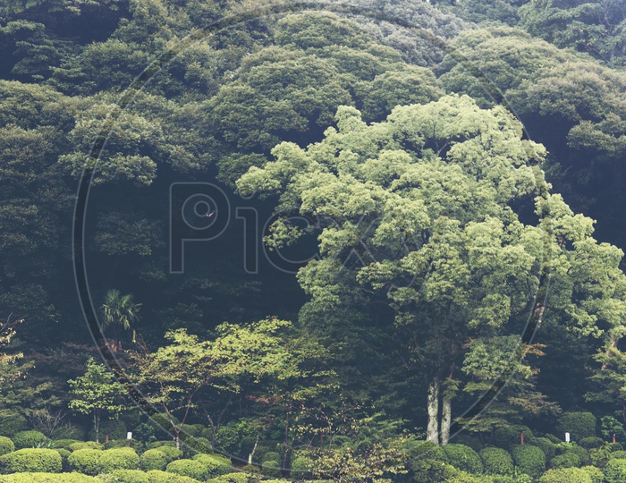 Bushy trees in Japan Forest during morning