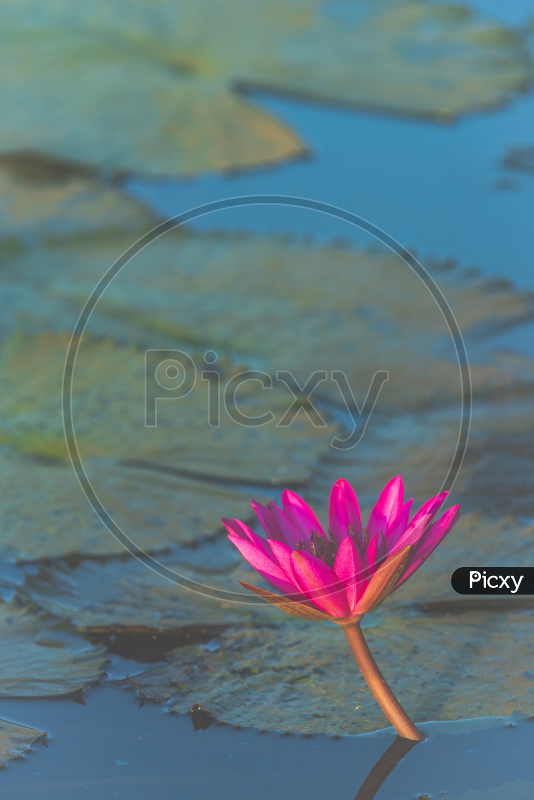 Close up of Tropical lake with pink lotus flower, vintage filter image