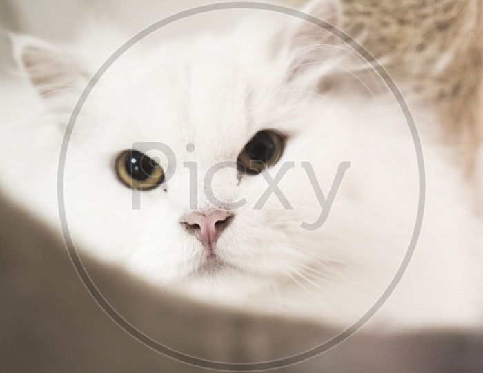 Cute White Persian cat
