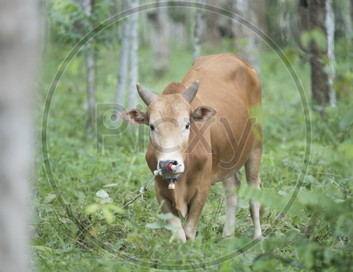 Cow In Tropical Forest