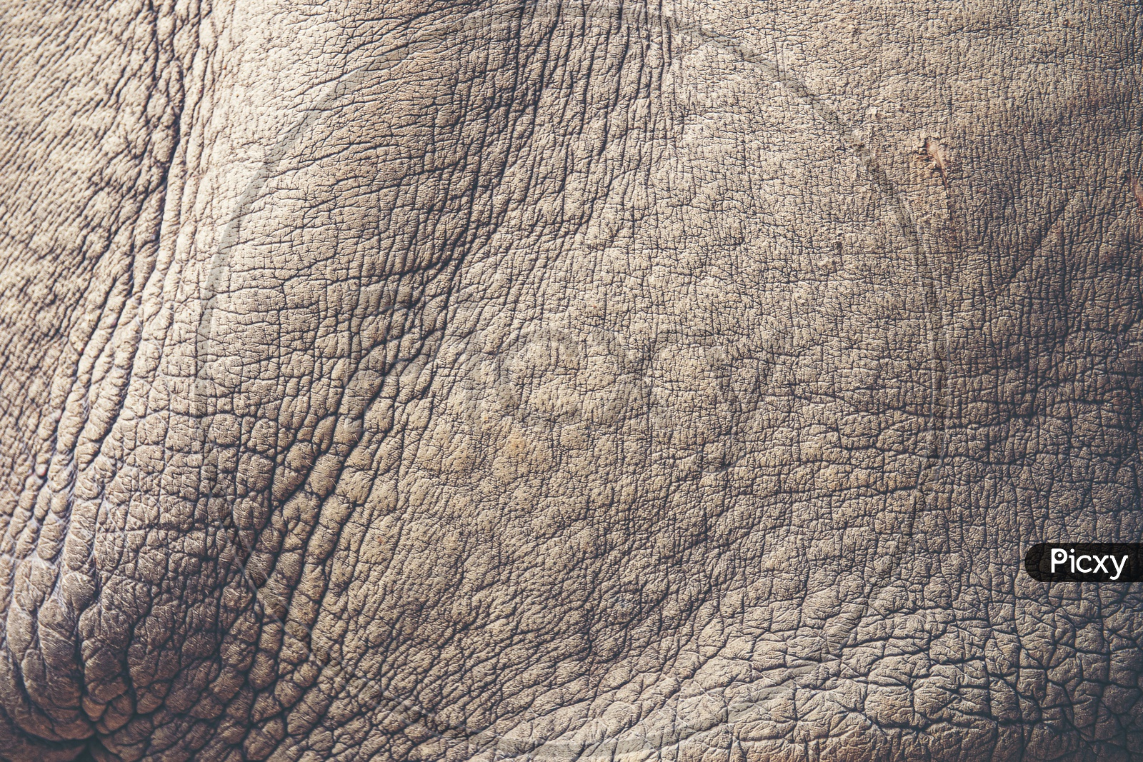 Texture of rhino skin