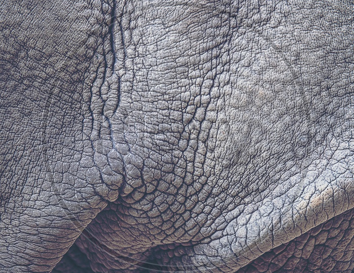 Close up of texture of Rhino skin