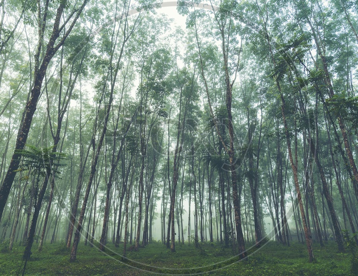 Rubber Trees Plantation In Kaho Yai National Park in Thailand