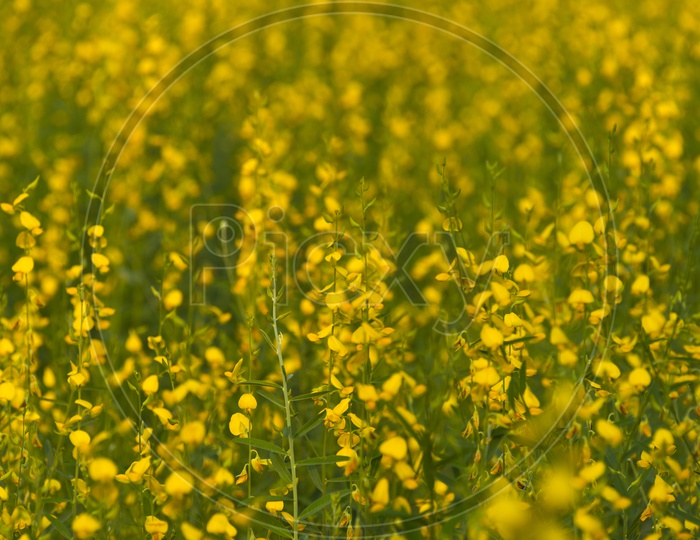 Mustard Plants With Yellow Flowers  in a Field Forming a Background