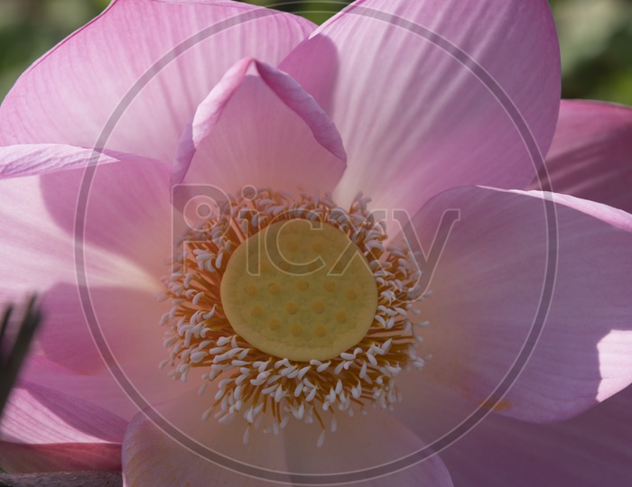 pink flower Lotus Flower Closeup