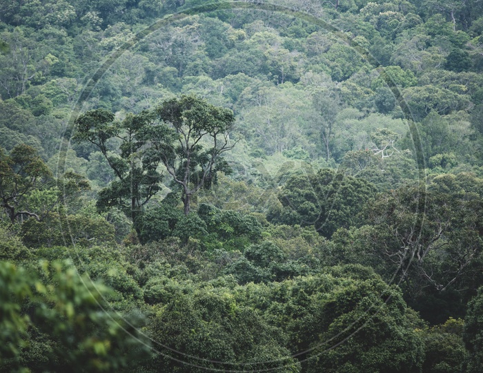 View of tropical forest at Khao Yai National Park
