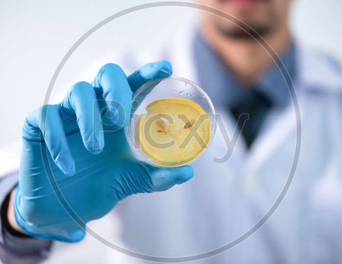 Young Asian Scientist Holding Lemon Slice in Hand at Laboratory