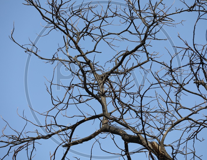 Dired Tree Branches