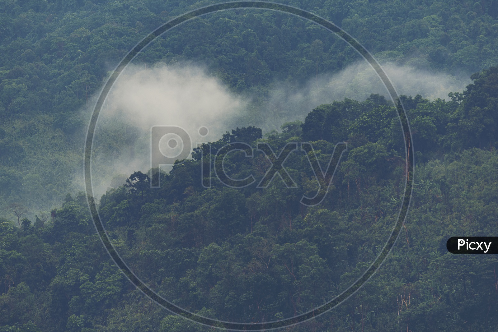 the tropical forest  View With Trees