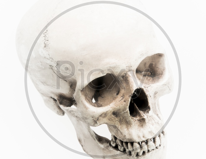 Human Skull Model On an isolated white Background